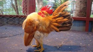 Giới thiệu về gà serama đẹp