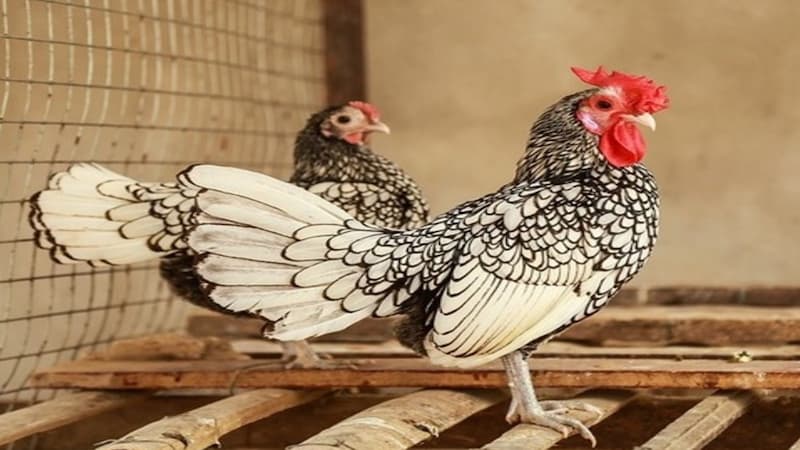Bật mí cách chăm sóc gà serama đẹp cho sư kê