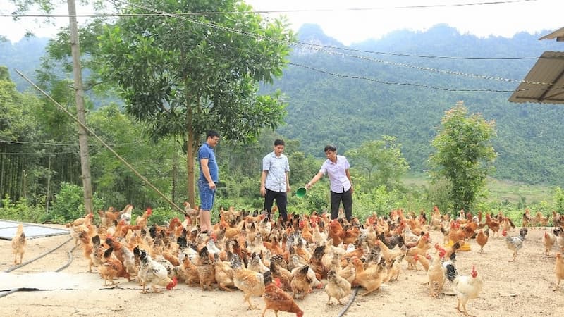 Khám phá đặc điểm của Trại Gà Công Vạn là gì?