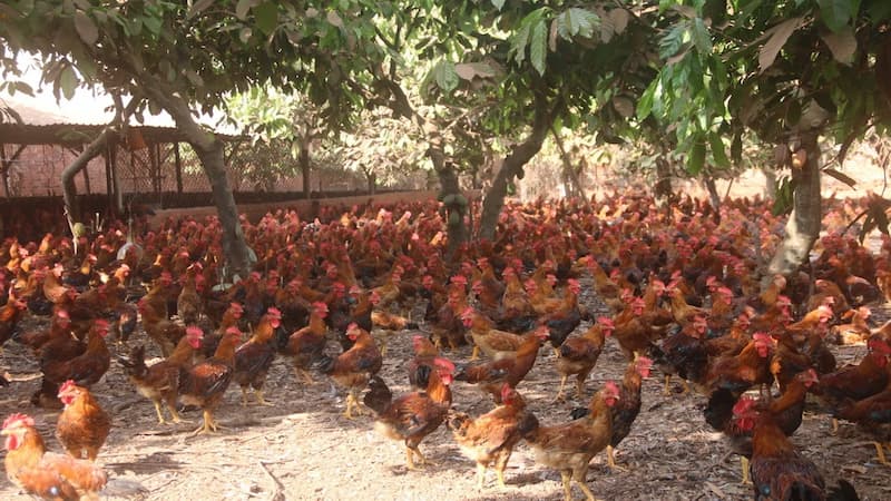 Điểm danh những chiến kê có tại Trại Gà Công Vạn