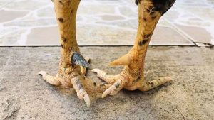 Giới thiệu về cựa gà siêu thông
