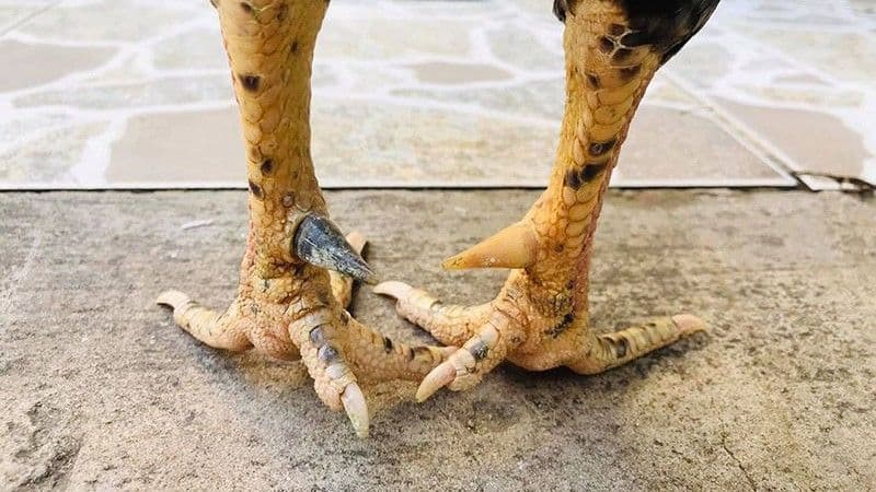 Giới thiệu về cựa gà siêu thông