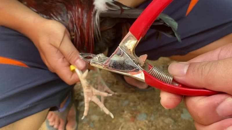 Cách sử dụng cựa gà siêu thông trong đá gà