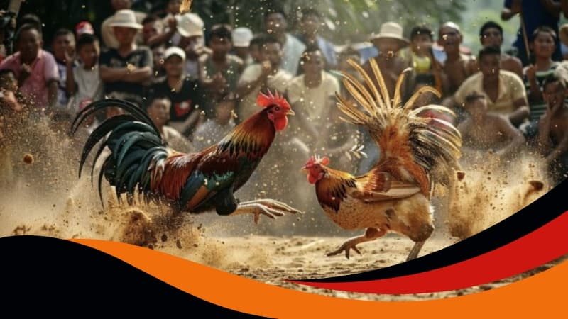 Lưu ý khi chọn mua và sử dụng cựa gà siêu thông