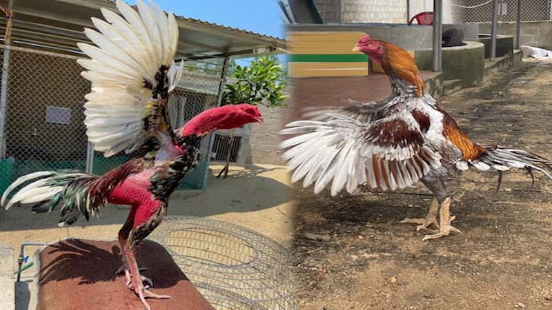 Dấu hiệu nhận biết gà chọi bị mất gân