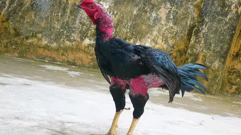 Lưu ý quan trọng khi chữa mốc cho gà chọi