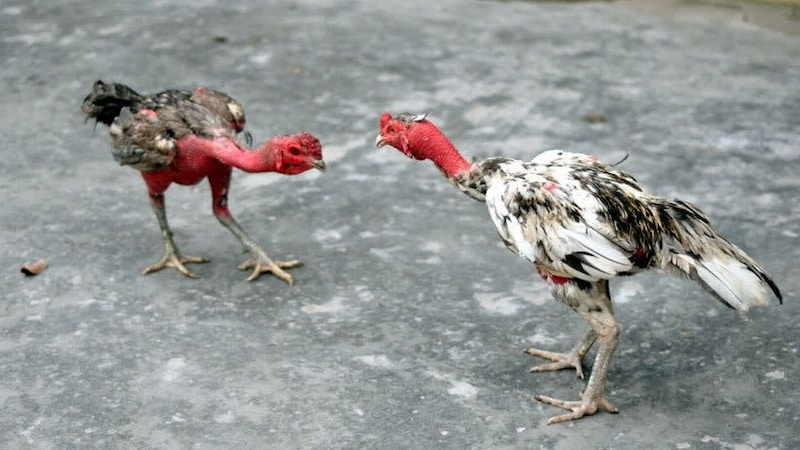 Cách nuôi gà chọi ra trường chuẩn sư kê dày dặn kinh nghiệm