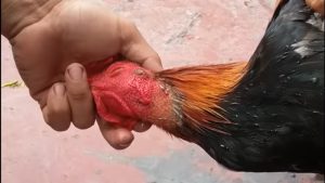 Cách chăm sóc và rèn luyện để cần cổ gà chọi khỏe mạnh