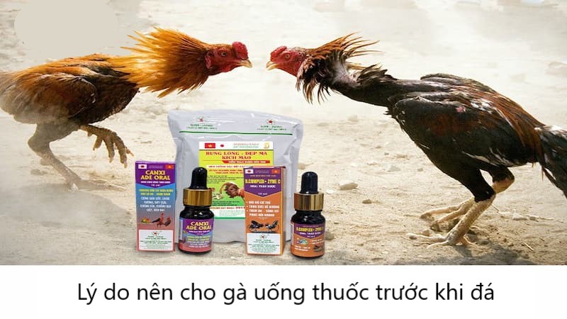 Lý do nên cho gà uống thuốc trước khi đá