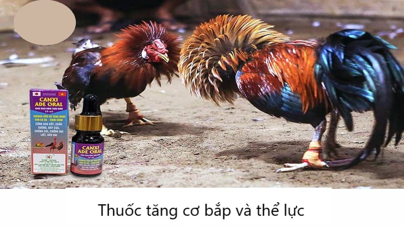 Thuốc tăng cơ bắp và thể lực