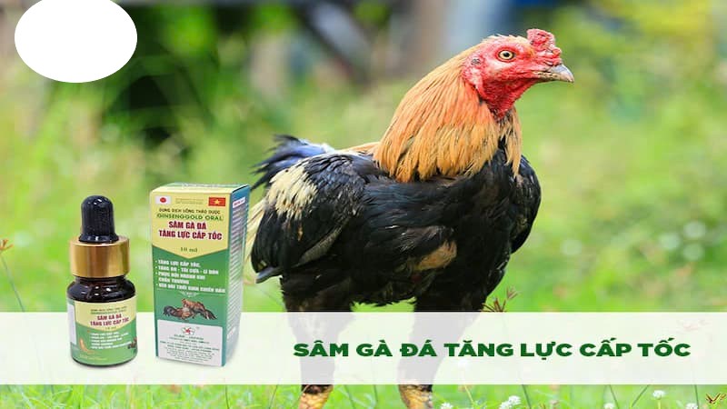Lưu ý khi cho gà uống thuốc trước khi đá
