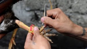 Cựa dao trong đá gà là gì?