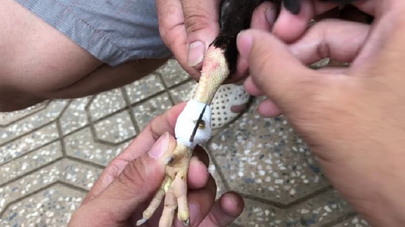 Lý do sử dụng cựa gà trong chọi gà