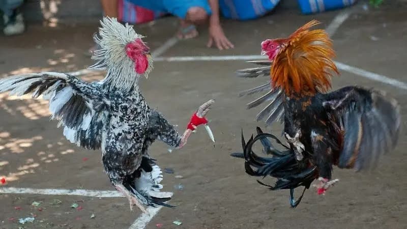 Địa chỉ bán cựa gà uy tín hiện nay