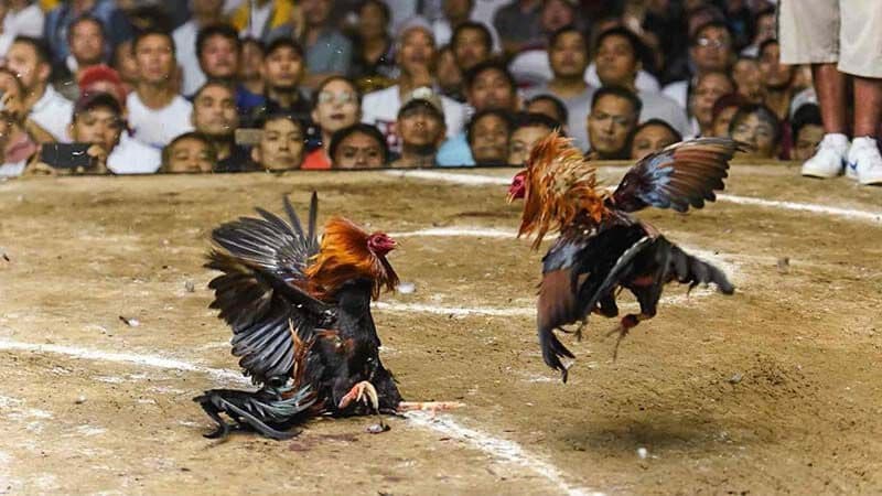 Giới thiệu về gà chọi 6 tháng tuổi