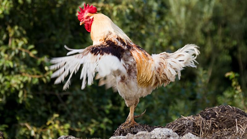 Cách chăm sóc để đạt cân nặng lý tưởng
