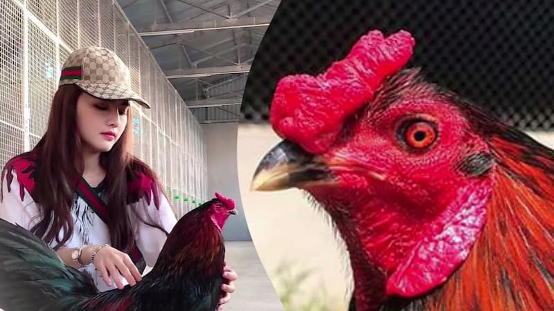 Cách chọn và huấn luyện gà đá Mỹ Philippines