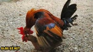 Tổng quan về bản năng sinh sản của gà chọi