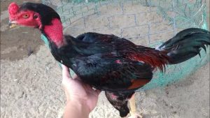 Giới thiệu về gà chọi đuôi tôm