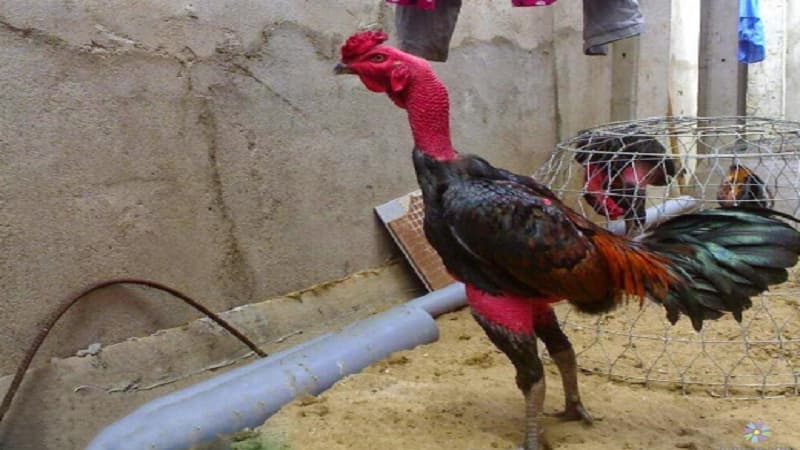 Cách chọn gà chọi đuôi tôm chất lượng