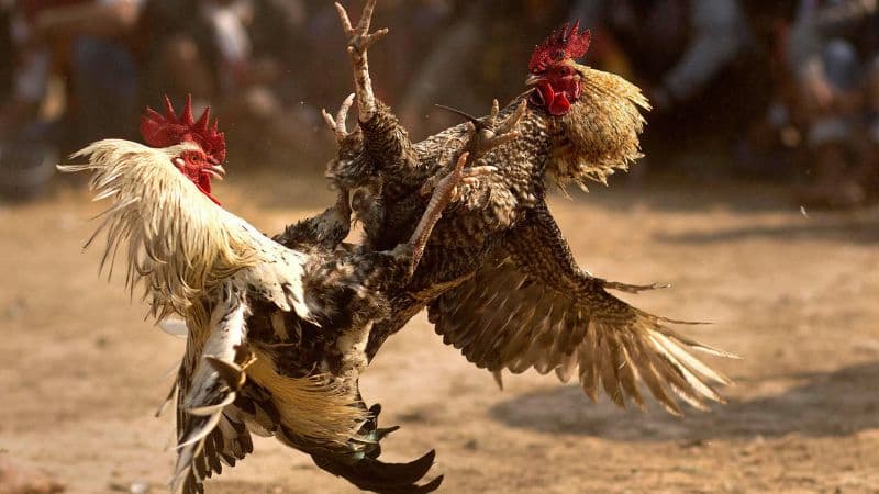 Tìm hiểu gà chọi hầu bò