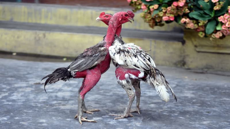 Định nghĩa giống gà chọi Maniden là gì?