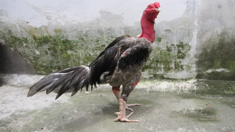 Những điểm đặc trưng chỉ có ở gà Maniden