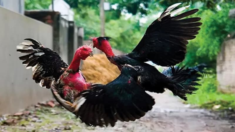 Vì sao nên lựa chọn gà chọi Maniden để cược?