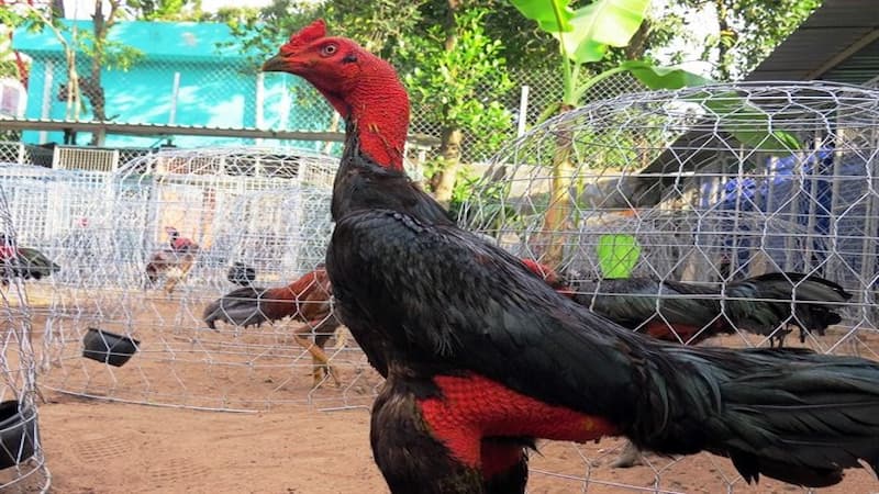 Các cách chăm sóc gà Maniden đúng chuẩn