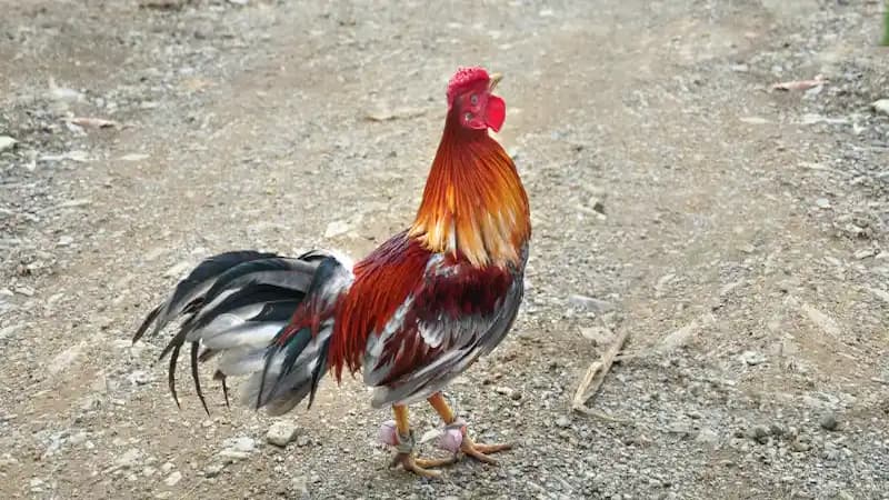 Ưu điểm của gà chọi mắt ếch trong chiến đấu