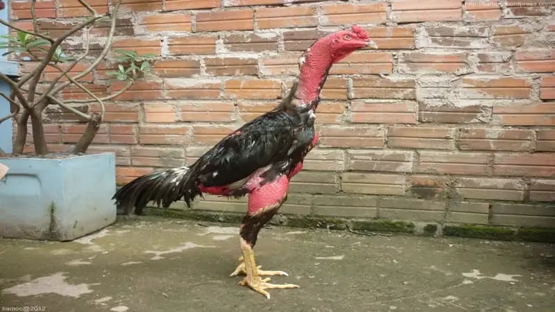 Những điều cần lưu ý khi nuôi gà chọi mắt ếch