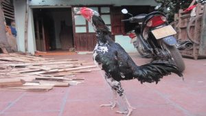Đặc điểm ngoại hình nổi bật của gà chọi mơ thần