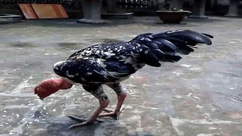 Khám phá tập tính và khả năng chiến đấu của gà chọi Mơ Thần