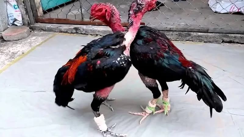 Giới thiệu về Gà Chọi Tiêu Phong