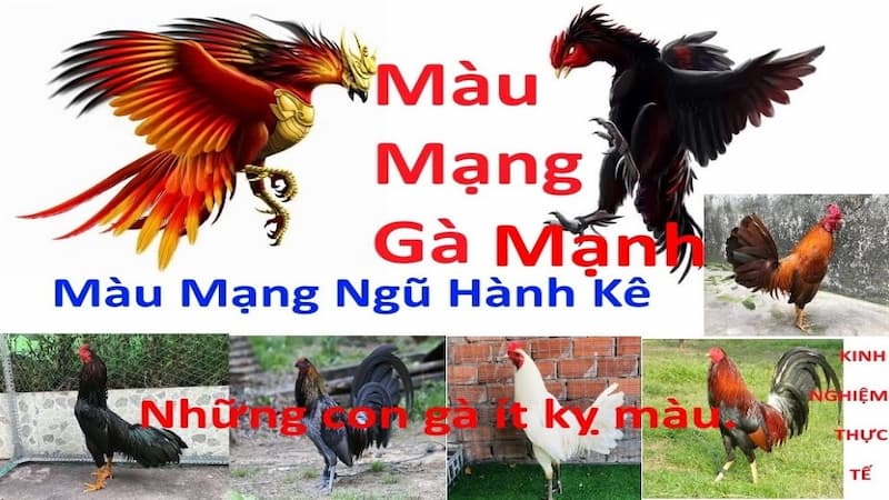 Vì sao dựa vào màu nhận định gà đá hay?