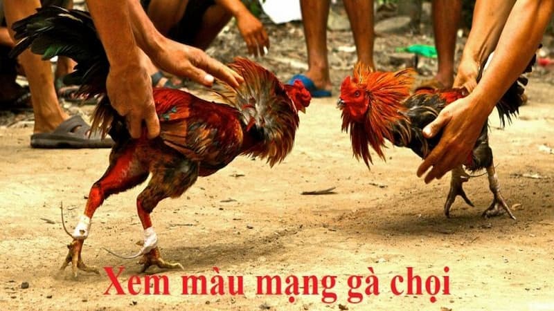 Các cách nhận biết gà màu gì đá hay nhất