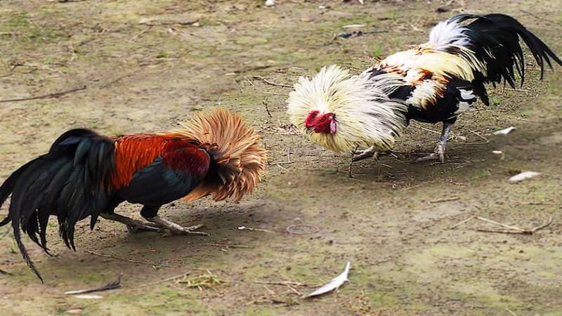 Gà màu gì đá hay nhất có chuẩn không?