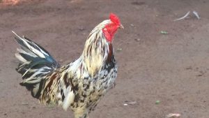 Giới thiệu về gà tre giáp