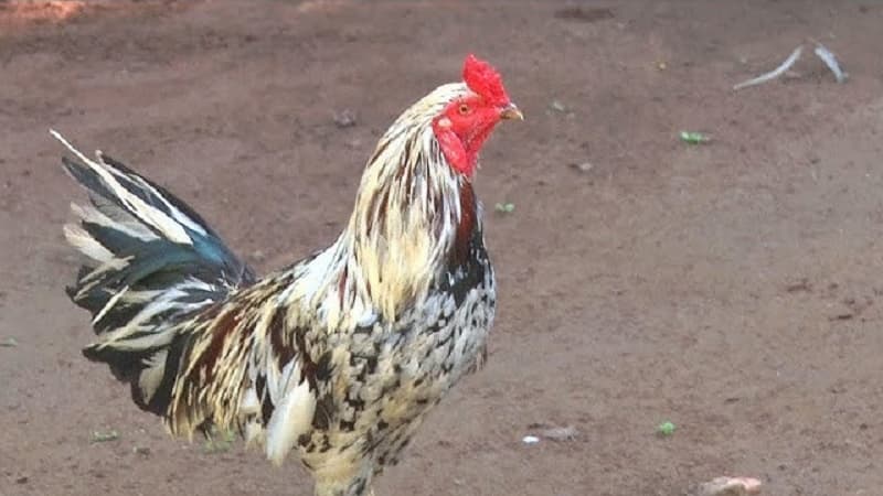 Giới thiệu về gà tre giáp
