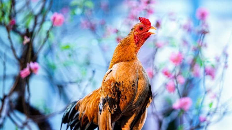 Cách chăm sóc và nuôi dưỡng gà tre giáp chuẩn chi nhất