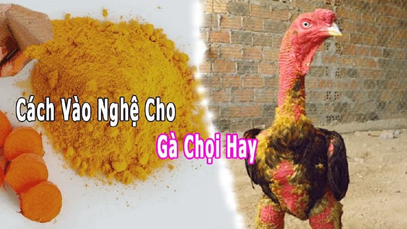 Định nghĩa giống gà chọi chiến là gì?