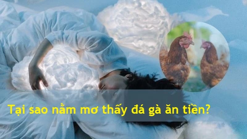 Tại sao mơ thấy đá gà ăn tiền?