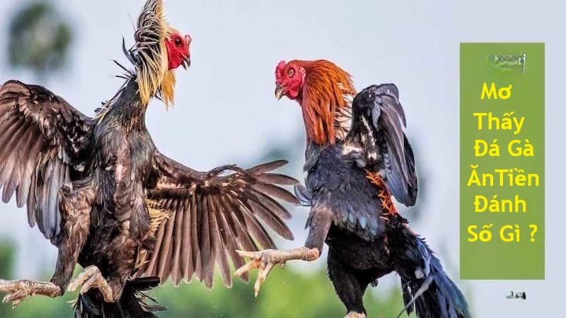 Mơ thấy đá gà ăn tiền nên đánh số nào?