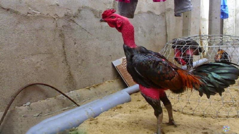 Các yếu tố ảnh hưởng đến lãi suất khi nuôi gà chọi