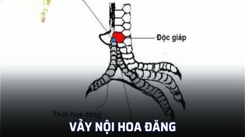 Vảy nội hoa đăng là gì?