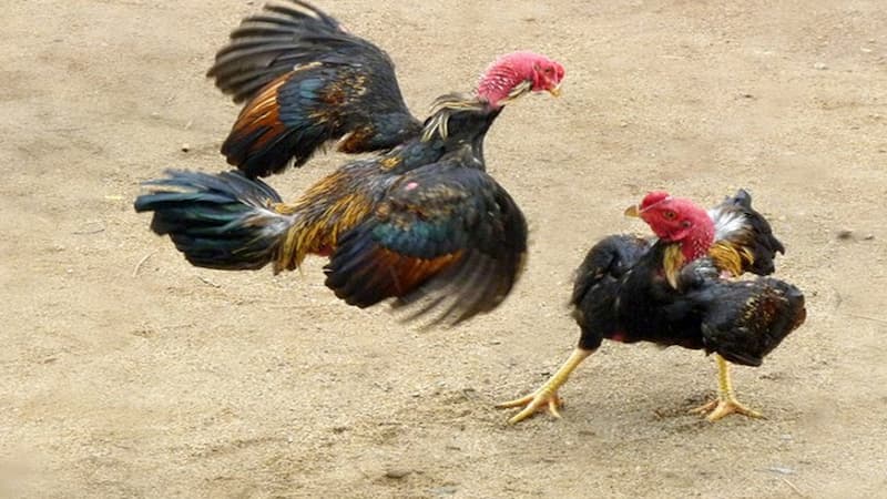 Xem xét giống gà và tính cách