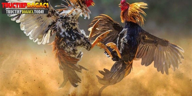 78 vảy gà tốt nên chọi