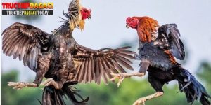 78 vảy gà tốt nên chọi
