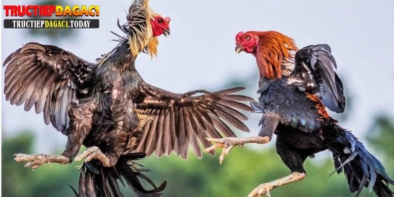 78 vảy gà tốt nên chọi