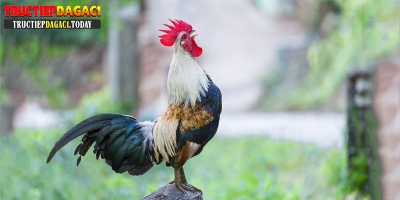 bí kíp cược đá gà